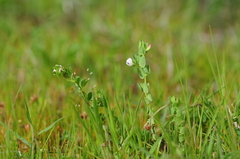 Lotus conimbricensis