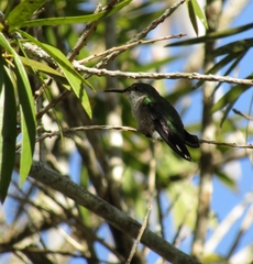 Mellisuga minima