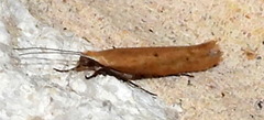 Ypsolopha ochrella