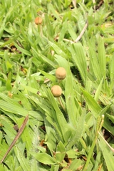Agaricales