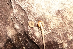 Agaricales