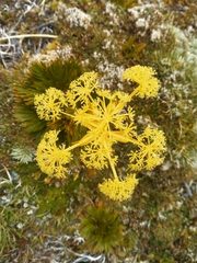 Aciphylla divisa