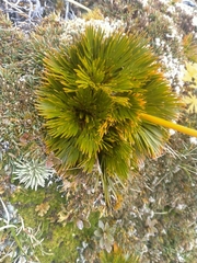 Aciphylla divisa