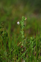 Lotus conimbricensis