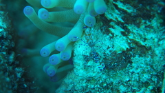 Periclimenes yucatanicus