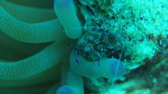 Periclimenes yucatanicus