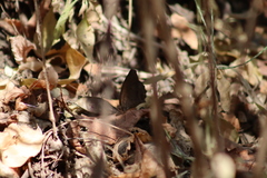 Pindis squamistriga
