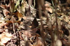 Pindis squamistriga
