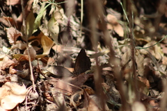 Pindis squamistriga