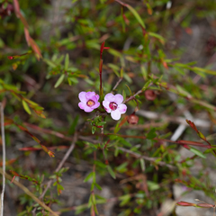 Euryomyrtus ramosissima ramosissima