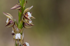 Prasophyllum australe