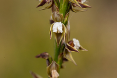 Prasophyllum australe