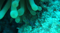 Periclimenes yucatanicus