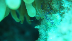 Periclimenes yucatanicus