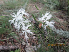 Dianthus klokovii