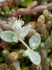 Atriplex buchananii
