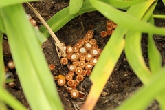 Cyathus stercoreus