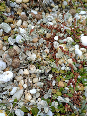 Atriplex buchananii