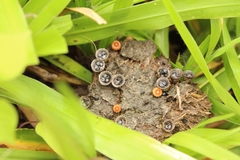 Cyathus stercoreus