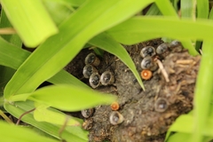 Cyathus stercoreus