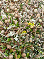 Atriplex buchananii