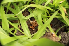 Cyathus stercoreus