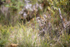 Prasophyllum australe