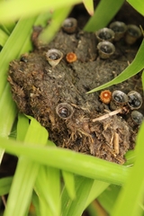 Cyathus stercoreus