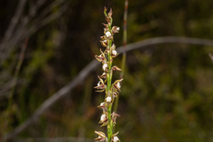 Prasophyllum australe