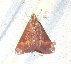 Pyrausta pseuderosnealis