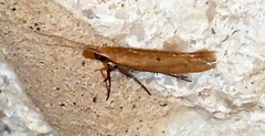 Ypsolopha ochrella