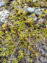 Coprosma perpusilla