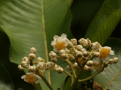 Saurauia tomentosa