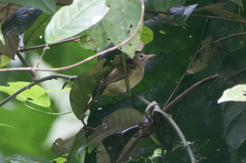 Golden-fronted Greenlet (Pachysylvia aurantiifrons), photo 10