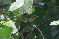 Pachysylvia aurantiifrons