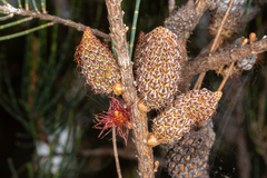 Allocasuarina monilifera