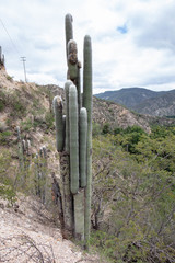 Cephalocereus senilis