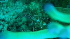 Periclimenes yucatanicus