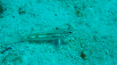 Coryphopterus venezuelae