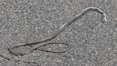 Masticophis taeniatus girardi
