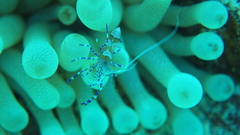 Periclimenes yucatanicus