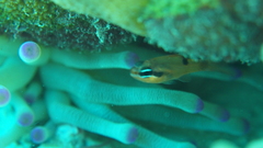 Apogon maculatus