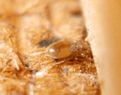 Lepinotus