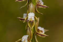 Prasophyllum australe