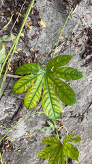 Passiflora serratodigitata