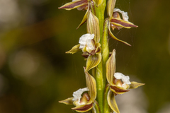 Prasophyllum australe