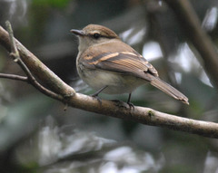 Cnemotriccus fuscatus