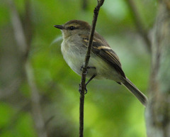 Cnemotriccus fuscatus