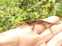 Anolis maculiventris