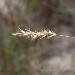 Rytidosperma setaceum